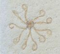Floating Crinoid (Saccocoma) - Solnhofen Limestone #58294-1